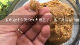 玉米为什么能钓到大鲤鱼了，水下高清显示鲤鱼先吃玉,钓鲤鱼用什么打窝料最好