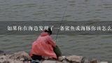 如果你在海边发现了一条鲨鱼或海豚你该怎么办？