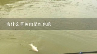 为什么草鱼肉是红色的