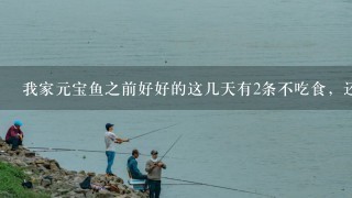 我家元宝鱼之前好好的这几天有2条不吃食，还老是攻击其他鱼为什么？