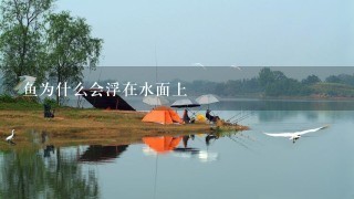 鱼为什么会浮在水面上