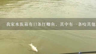 我家水族箱有11条红鲫鱼，其中有1条咬其他同类是怎