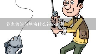 养家禽的鱼塘为什么钓不到鱼