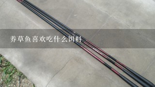 养草鱼喜欢吃什么饵料