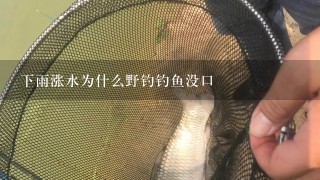 下雨涨水为什么野钓钓鱼没口