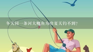 冬天同1条河大鲫鱼为啥夏天钓不到？