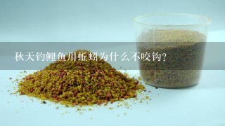 秋天钓鲤鱼用蚯蚓为什么不咬钩？