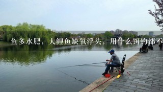 鱼多水肥，大鲤鱼缺氧浮头，用什么饵钓都不好用？