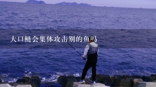 大口鲢会集体攻击别的鱼吗