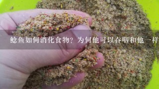 鲶鱼如何消化食物？为何他可以吞咽和他1样大的鱼类