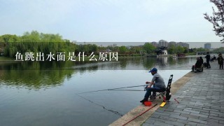 鱼跳出水面是什么原因