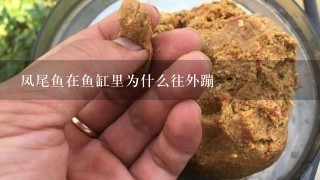 凤尾鱼在鱼缸里为什么往外蹦