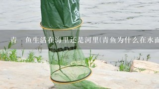 青鳉鱼生活在海里还是河里(青鱼为什么在水面游来游去)