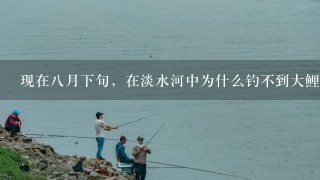 现在8月下旬，在淡水河中为什么钓不到大鲤鱼，小鲤鱼倒是常见，怎样才能钓到大的呢？