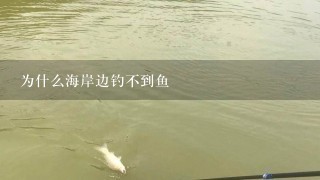 为什么海岸边钓不到鱼