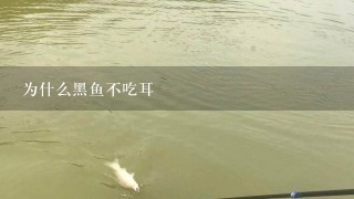 为什么黑鱼不吃耳