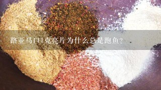 路亚马口1克亮片为什么总是跑鱼？