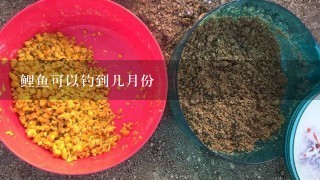 鲤鱼可以钓到几月份