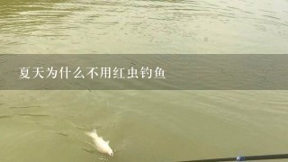 夏天为什么不用红虫钓鱼