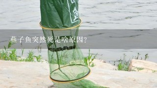 燕子鱼突然死是啥原因？