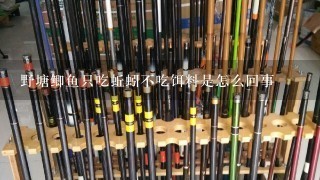 野塘鲫鱼只吃蚯蚓不吃饵料是怎么回事