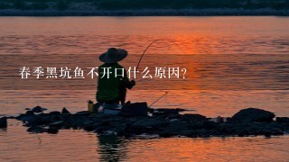 春季黑坑鱼不开口什么原因？