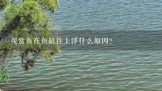 观赏鱼在鱼缸往上浮什么原因？