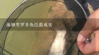 池塘里罗非鱼泛滥成灾