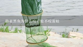 路亚黑鱼为什么咬青蛙不咬雷蛙