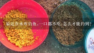 最近在水库钓鱼,1口都不吃.怎么才能钓到？