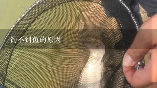 钓不到鱼的原因