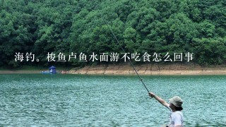 海钓。梭鱼卢鱼水面游不吃食怎么回事