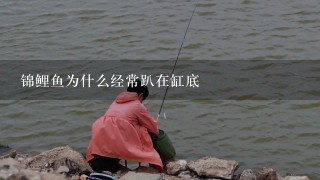 锦鲤鱼为什么经常趴在缸底