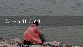 鱼不咬钩是什么原因