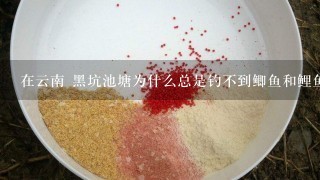 在云南 黑坑池塘为什么总是钓不到鲫鱼和鲤鱼 经常看见鲤鱼跃起 有什么办法破 本人也玩夜钓