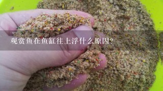 观赏鱼在鱼缸往上浮什么原因？