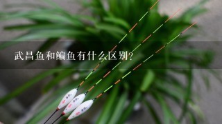 武昌鱼和鳊鱼有什么区别？