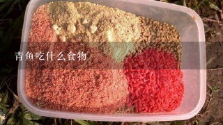 青鱼吃什么食物