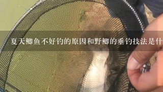 夏天鲫鱼不好钓的原因和野鲫的垂钓技法是什么呢？