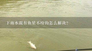 下雨水混有鱼星不咬钩怎么解决？