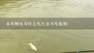 水库鲤鱼为什么吃红虫不吃蚯蚓