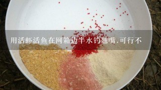 用活虾活鱼在网箱边半水钓翘嘴.可行不