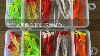 为什么用酸臭饵钓不到鲢鱼？