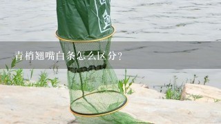 青梢翘嘴白条怎么区分？