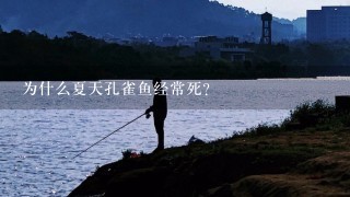 为什么夏天孔雀鱼经常死?