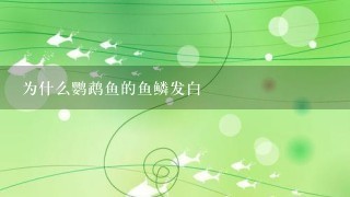 为什么鹦鹉鱼的鱼鳞发白