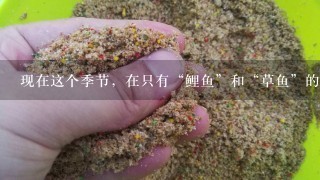 现在这个季节，在只有“鲤鱼”和“草鱼”的鱼池用哪种商品饵钓鱼好1些？配饵，配窝怎么配？请高手指教！