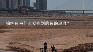 锦鲤鱼为什么爱啄别的鱼的屁股？