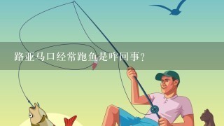 路亚马口经常跑鱼是咋回事？