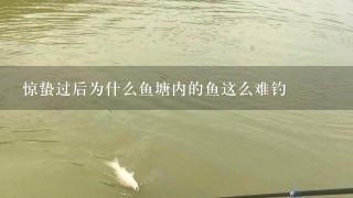 惊蛰过后为什么鱼塘内的鱼这么难钓